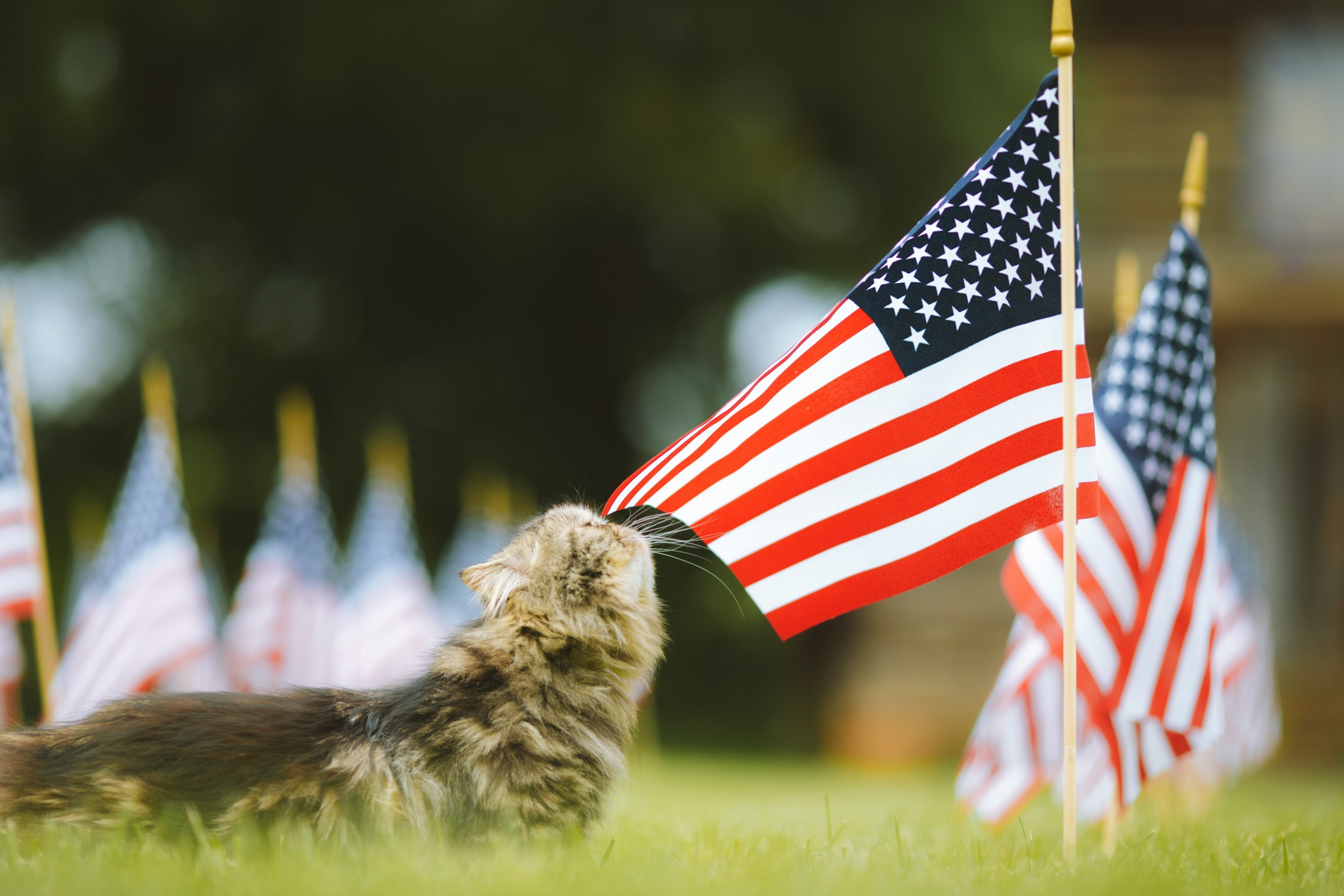 independence day background img 3