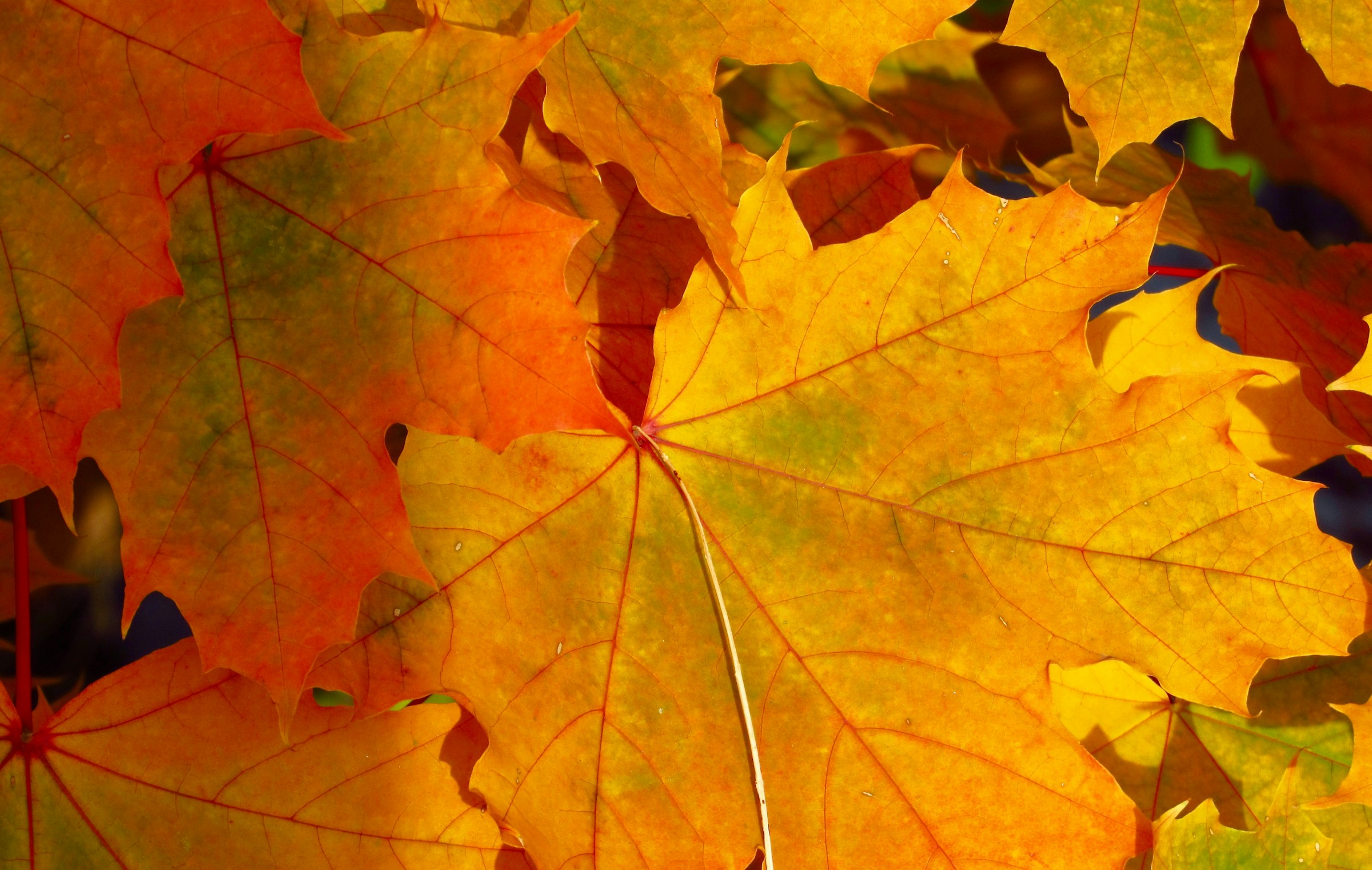 thanksgiving day background img 1