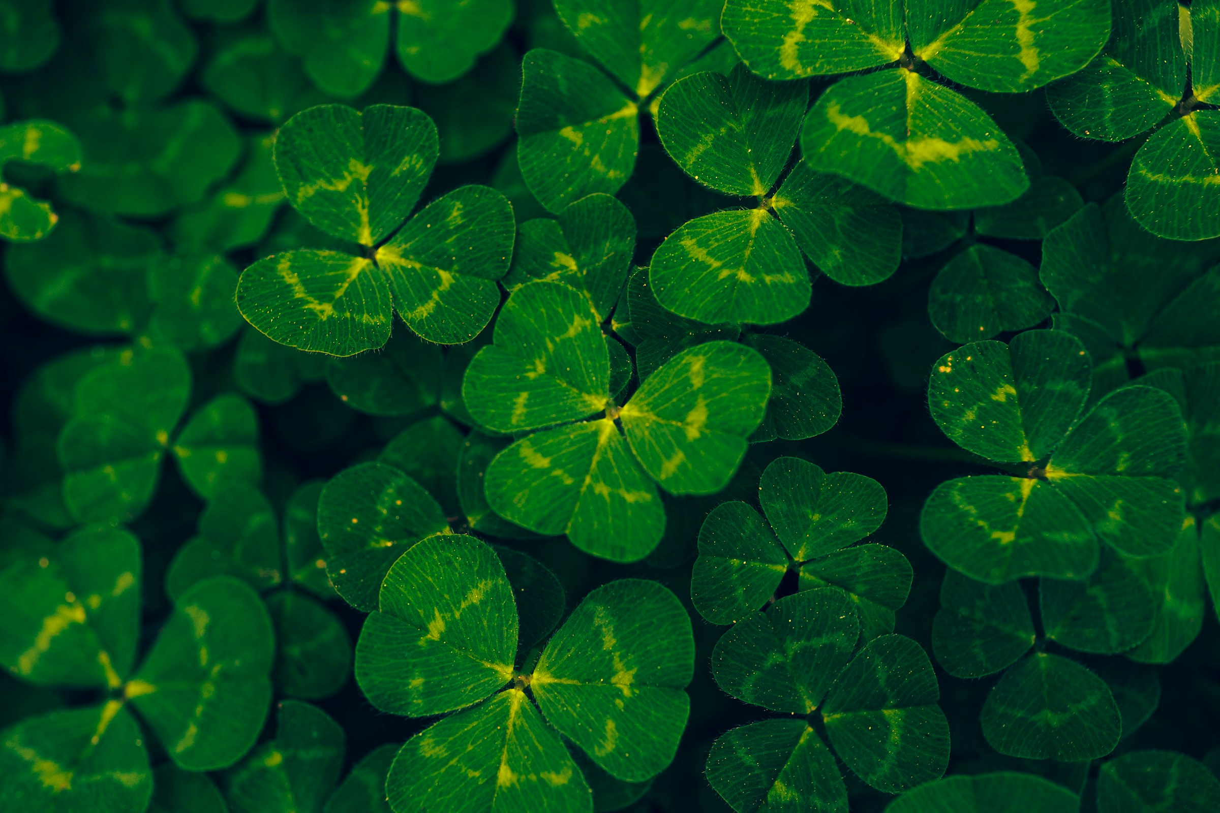st patricks-day background img 3